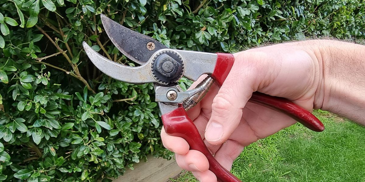 How To Sterilize Pruning Shears