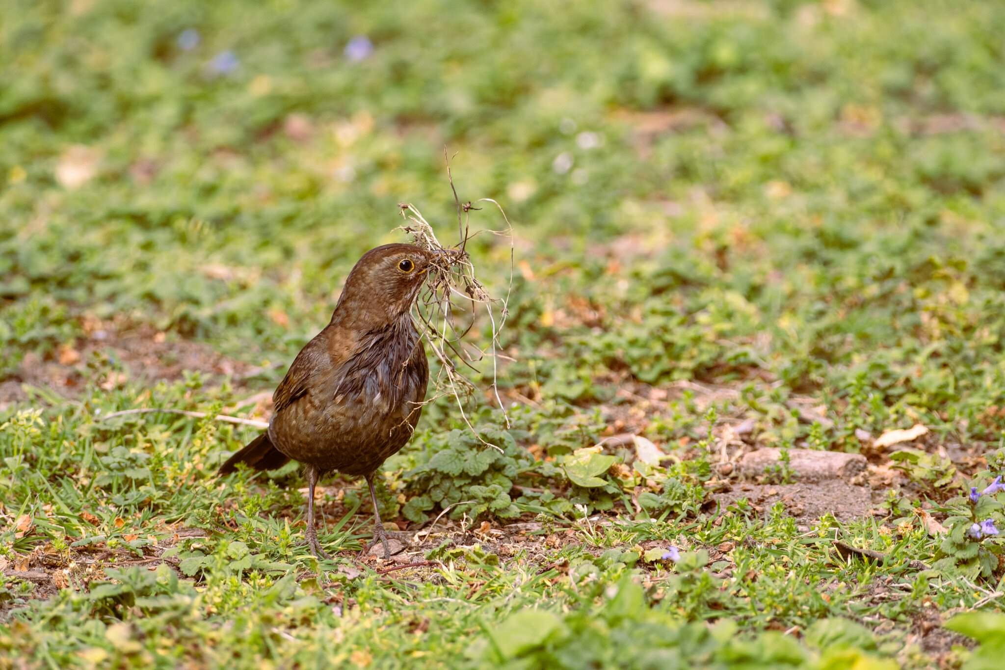 How To Stop Birds From Eating Grass Seeds