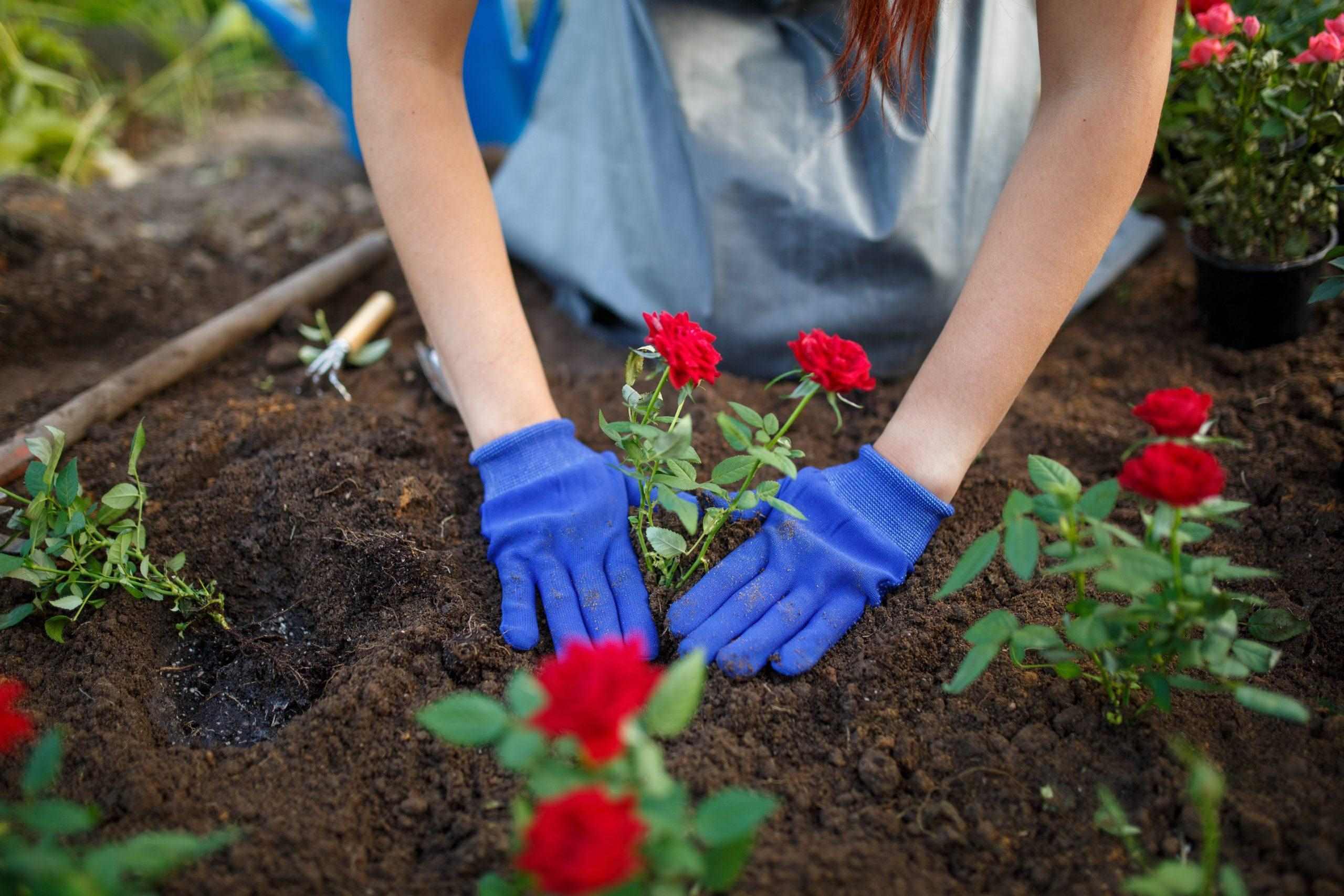 How To Store Bare Root Roses Before Planting