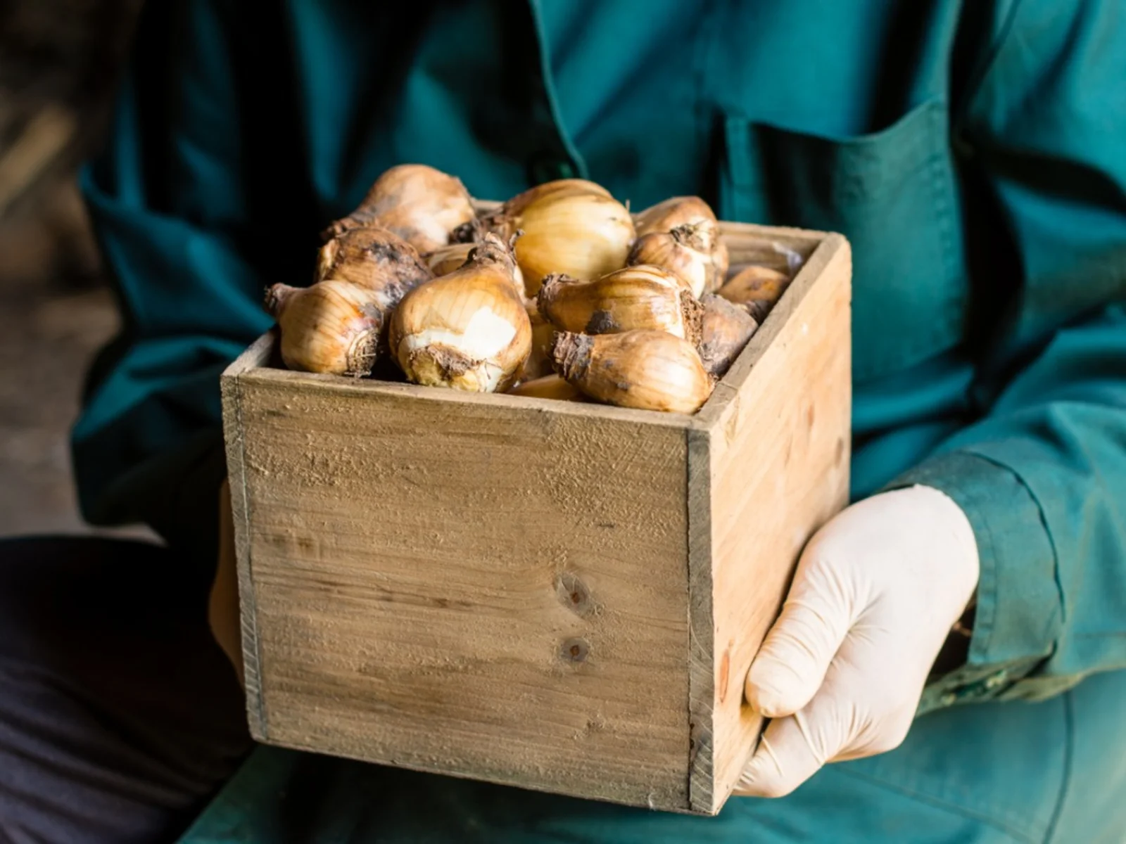 How To Store Bulbs Before Planting