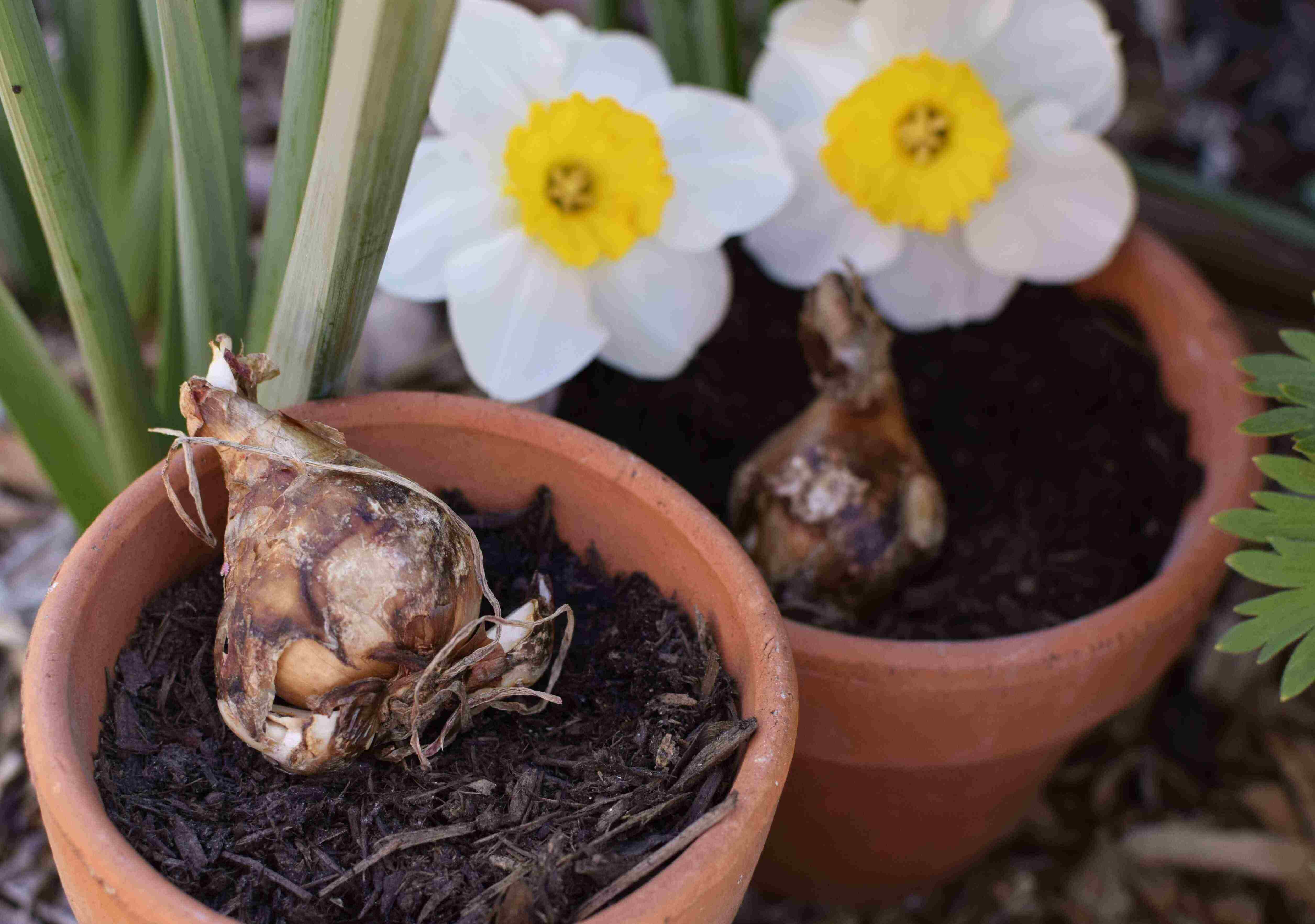 How To Store Daffodil Bulbs Until Planting