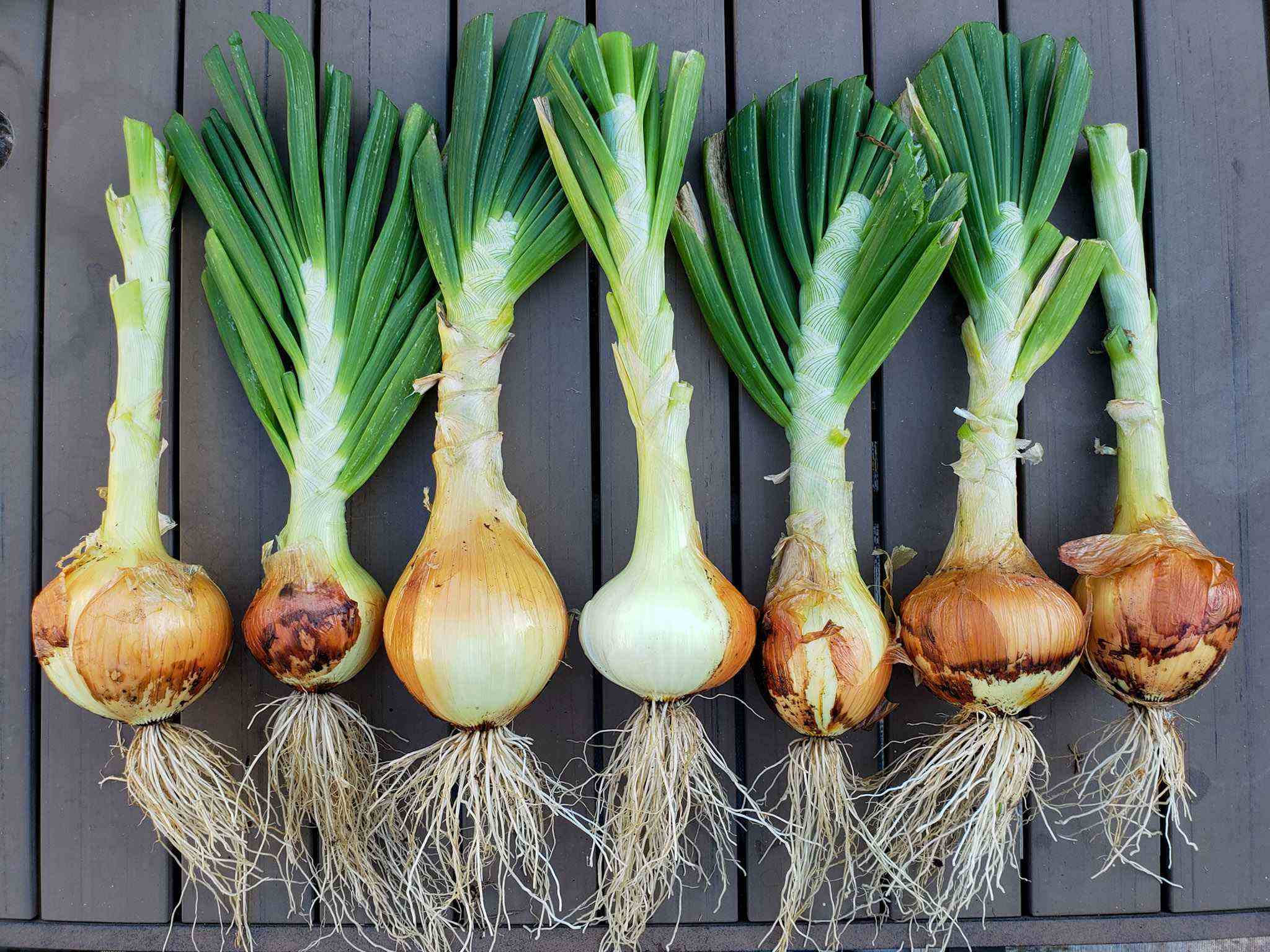 How To Store Onion Plants Before Planting