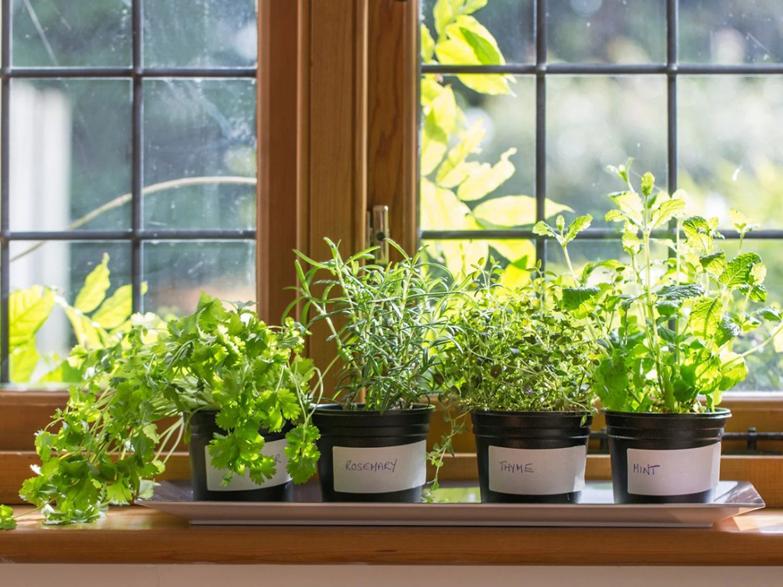 How To Take Care Of Herbs