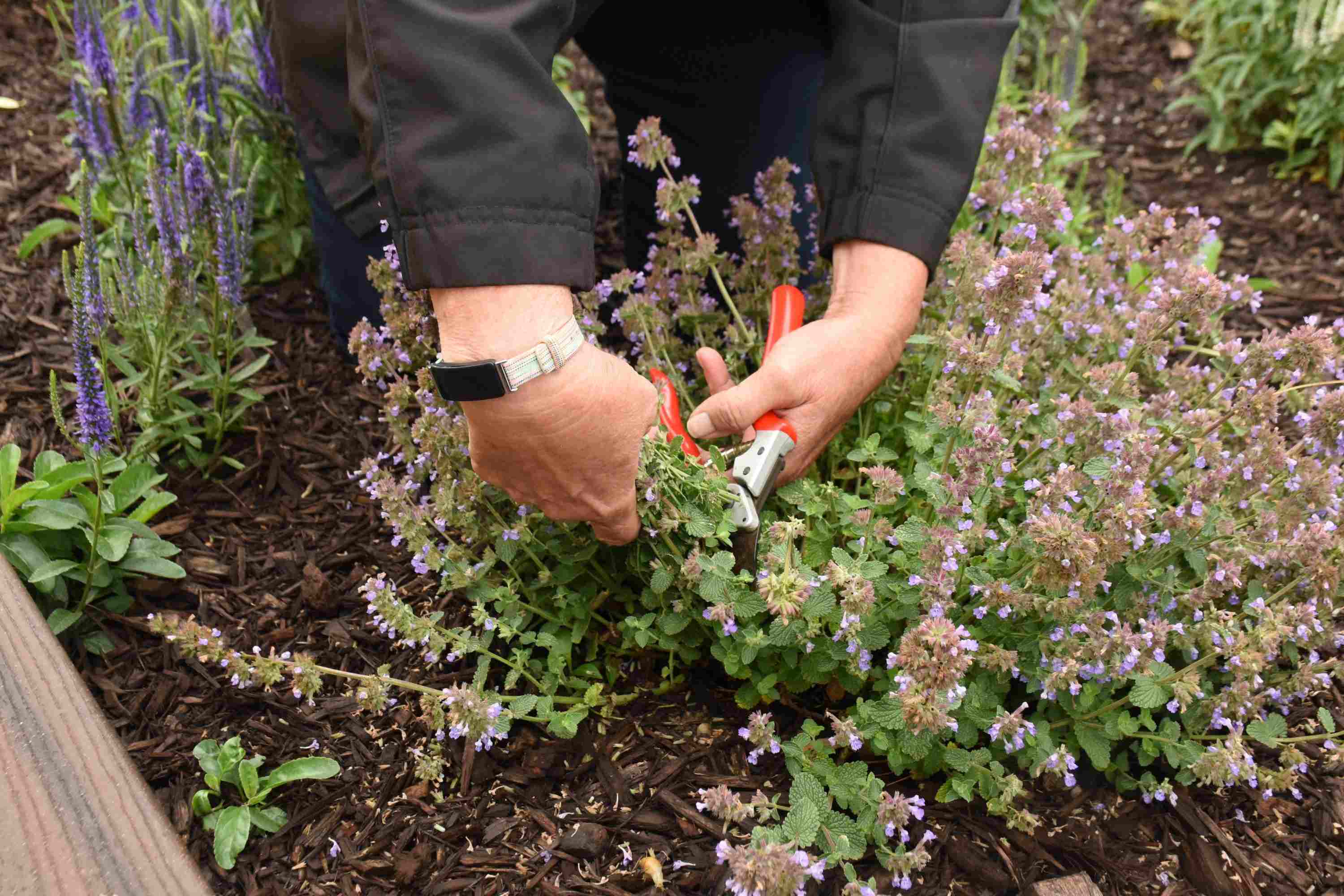 How To Take Care Of Perennials