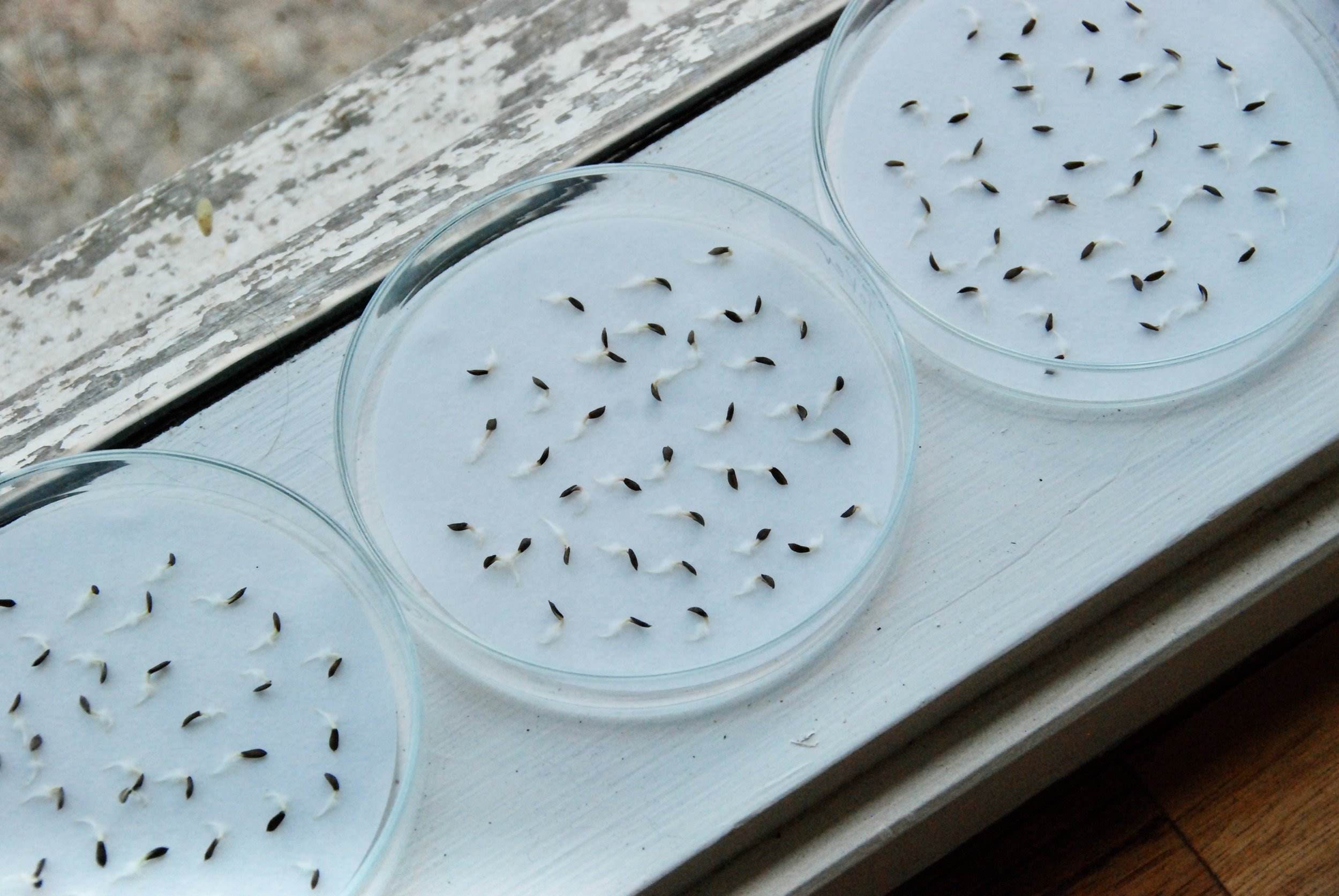 How To Test Seeds For Germination