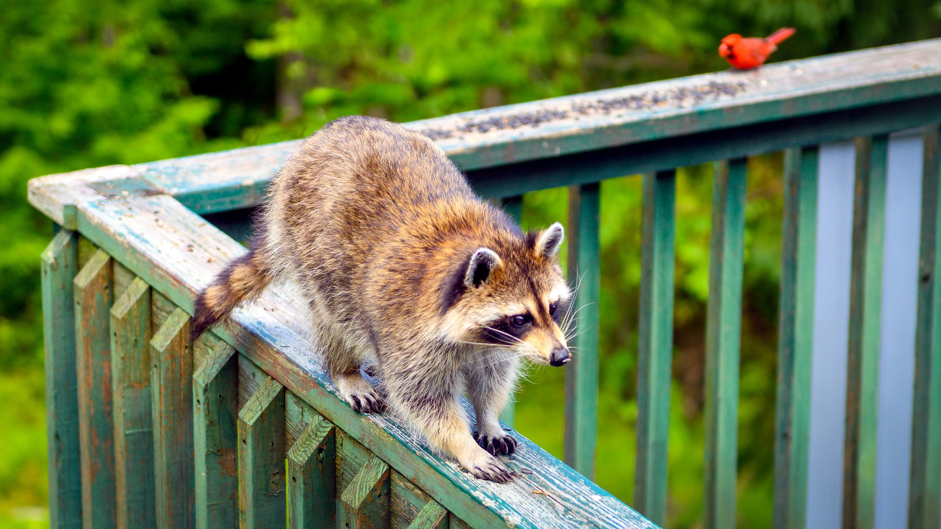 How To Trap A Raccoon In Your Backyard