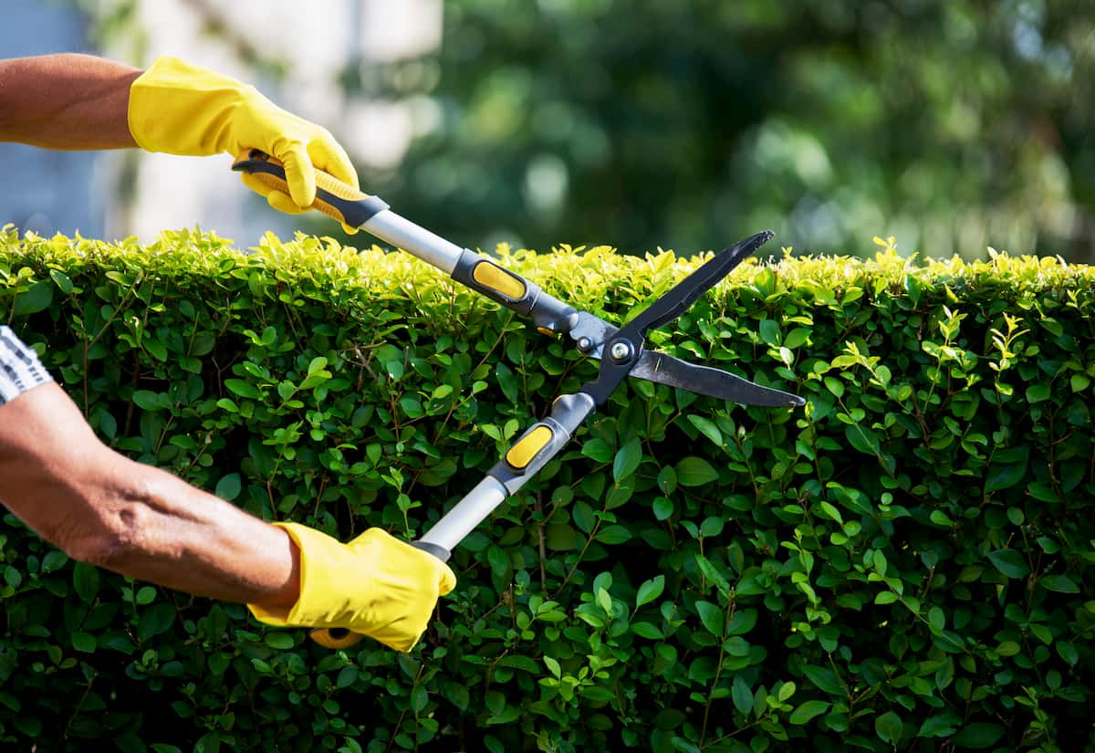 How To Trim Landscaping Bushes