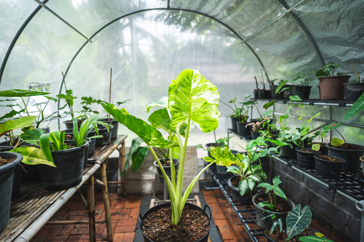 How To Use A Greenhouse In Winter