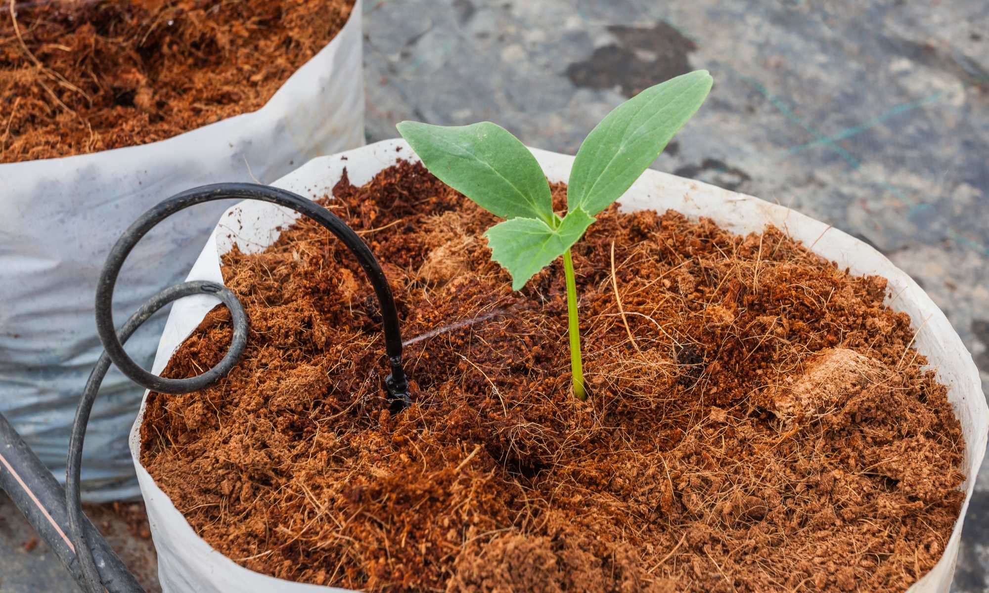 How To Use Coco Coir In Hydroponics