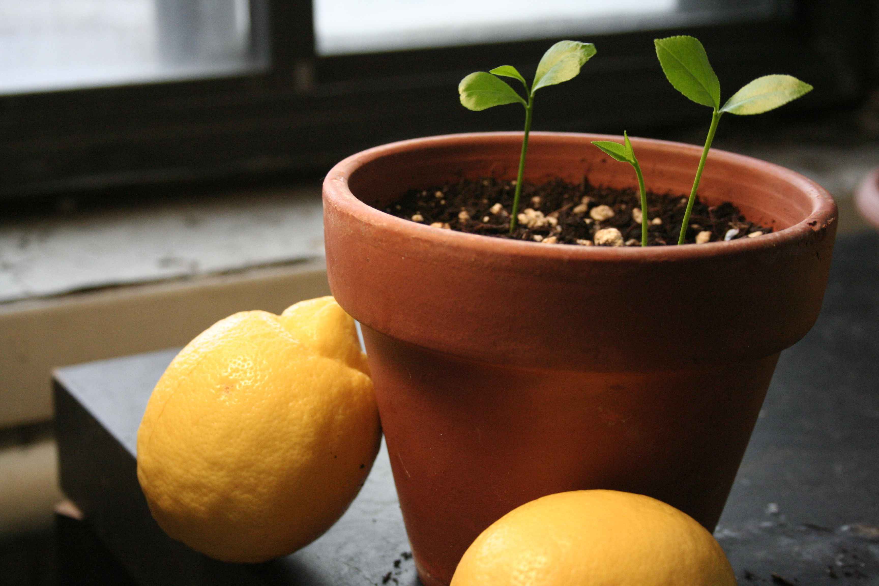 How To Use Lemon Seeds For Planting