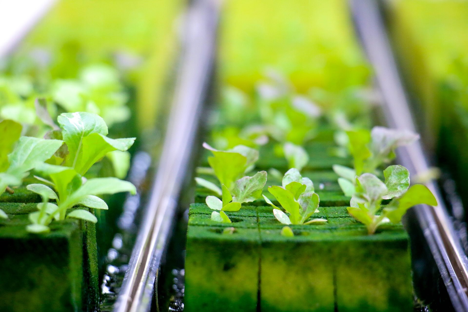How To Use Rockwool In Hydroponics