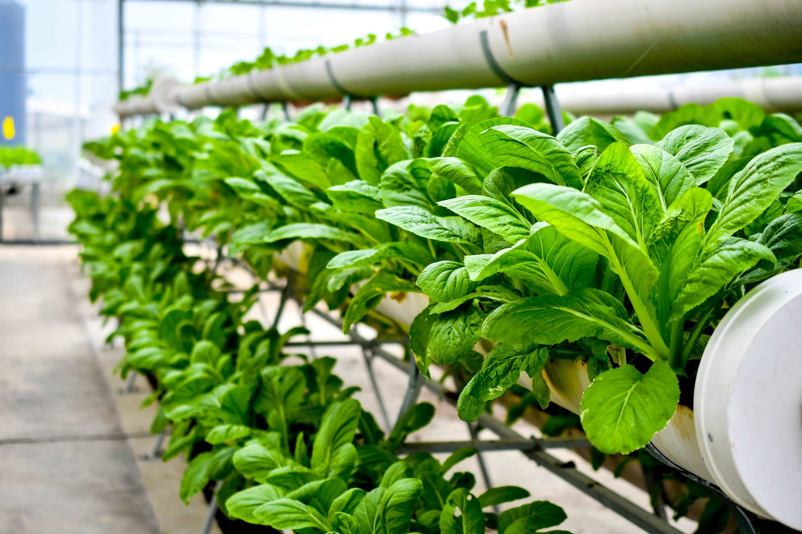 In Which Situation Would Hydroponics Be Most Useful For Sustainable Farming