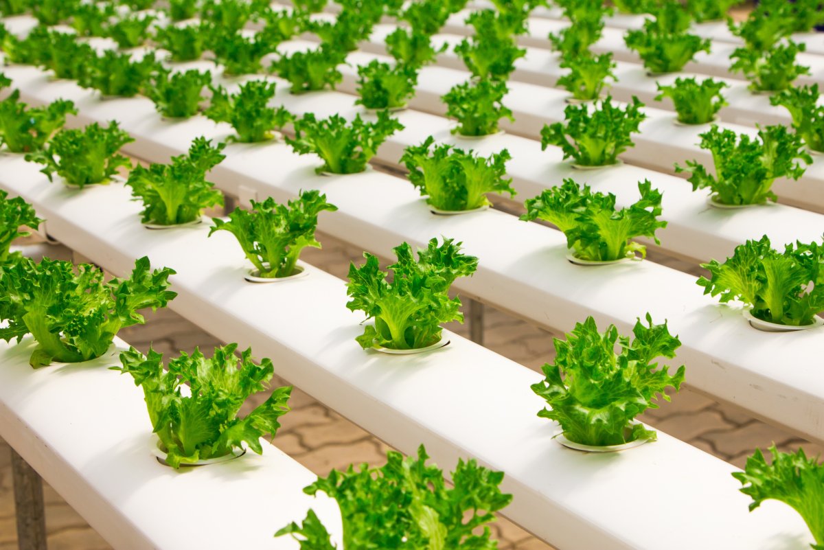 In Which Situation Would Hydroponics Be Most Useful For Sustainable Farming?