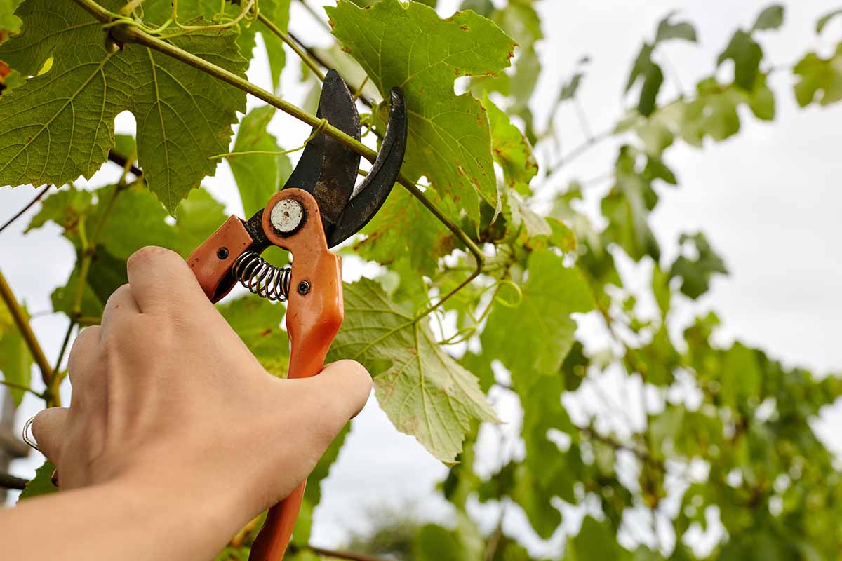 Pruning Grape Vines When