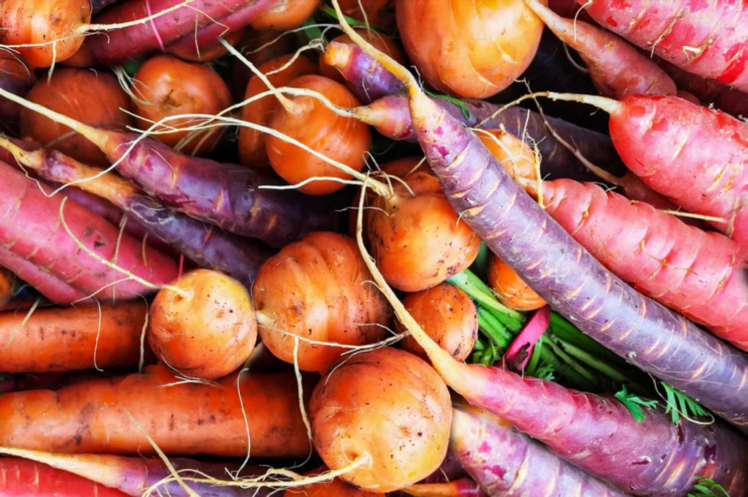 What Are Root Vegetables
