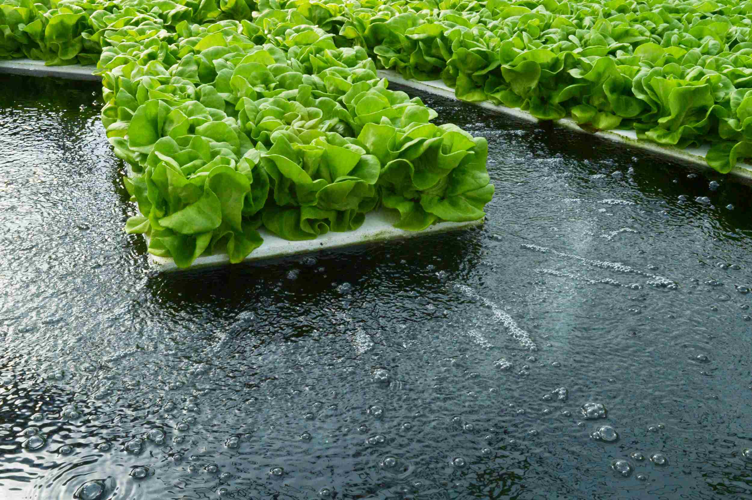 What Are Some Advantages Of Hydroponics