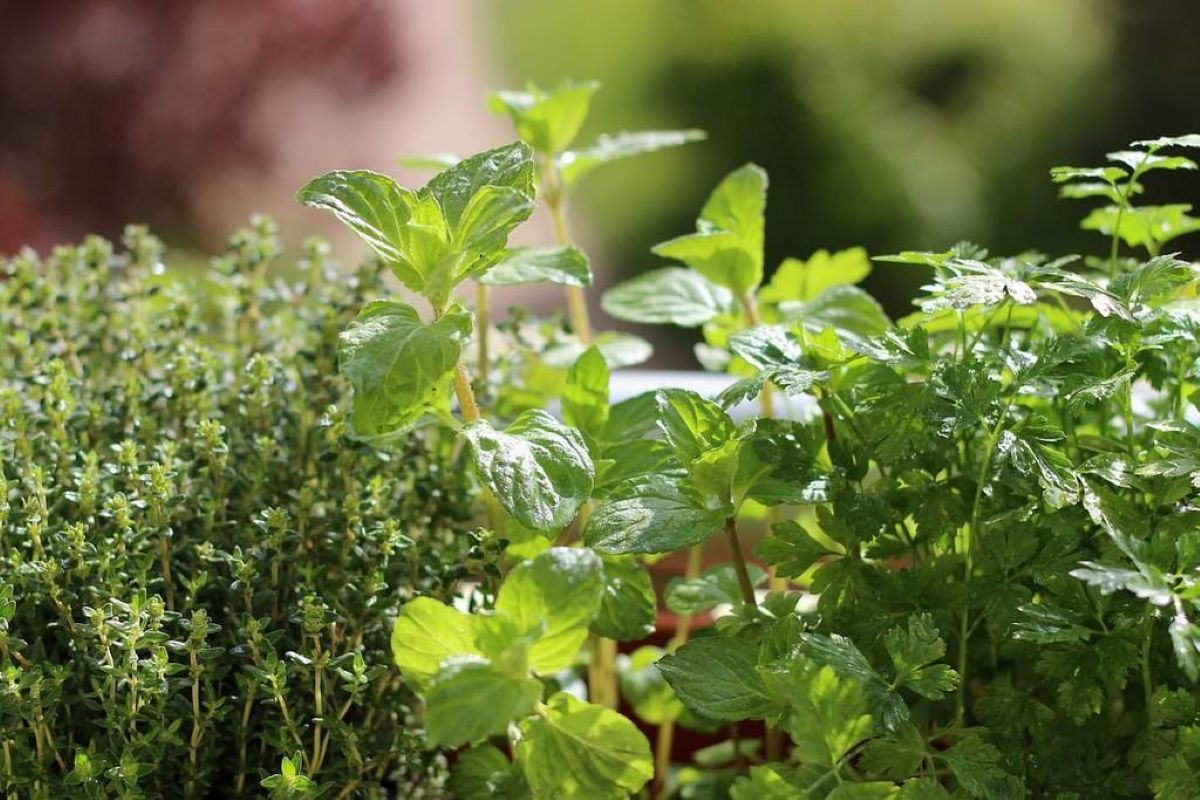 What Are The 20 Commonly Used Herbs In The Kitchen?