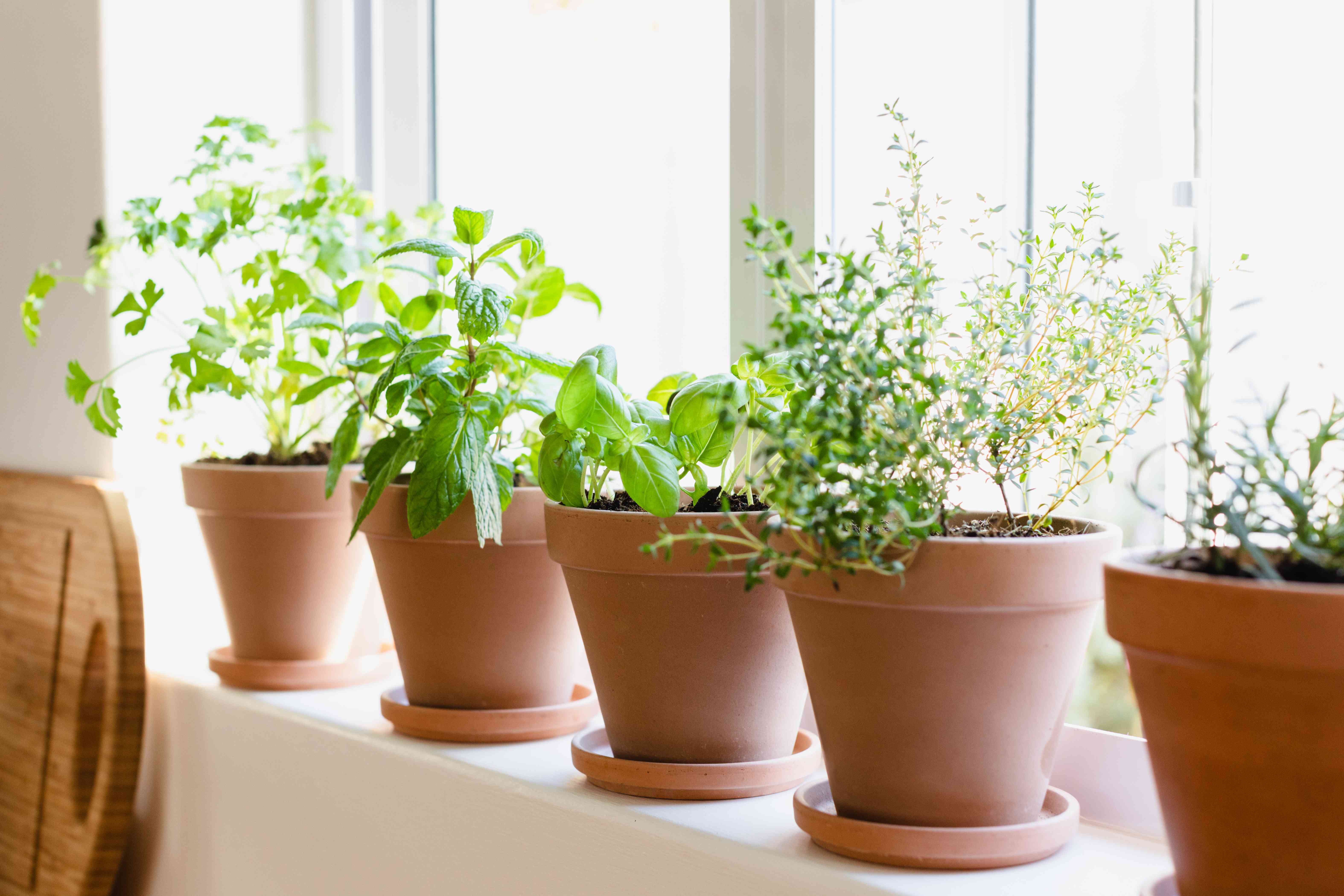What Are The Best Herbs To Grow Indoors