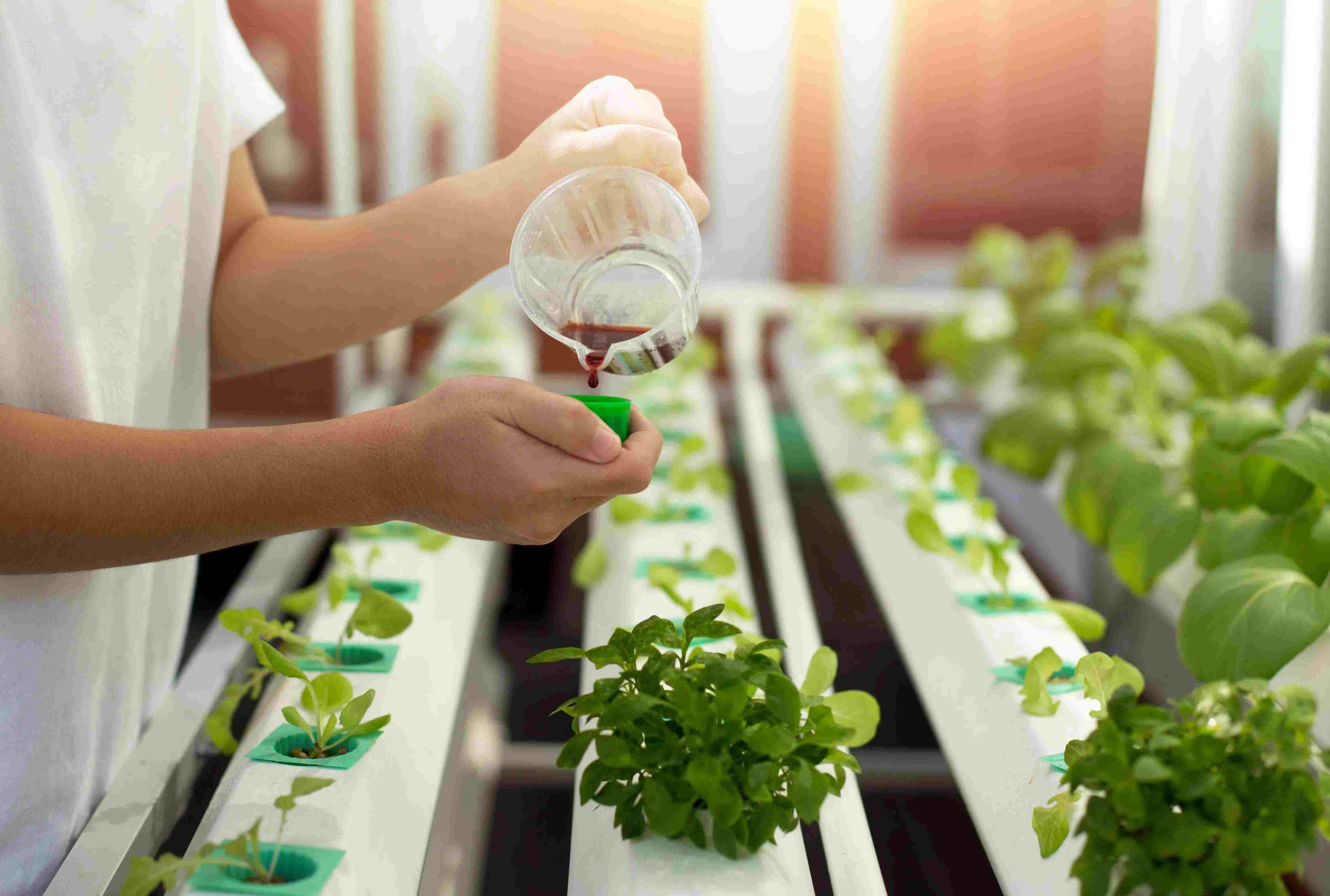 What Are The Best Nutrients For Hydroponics
