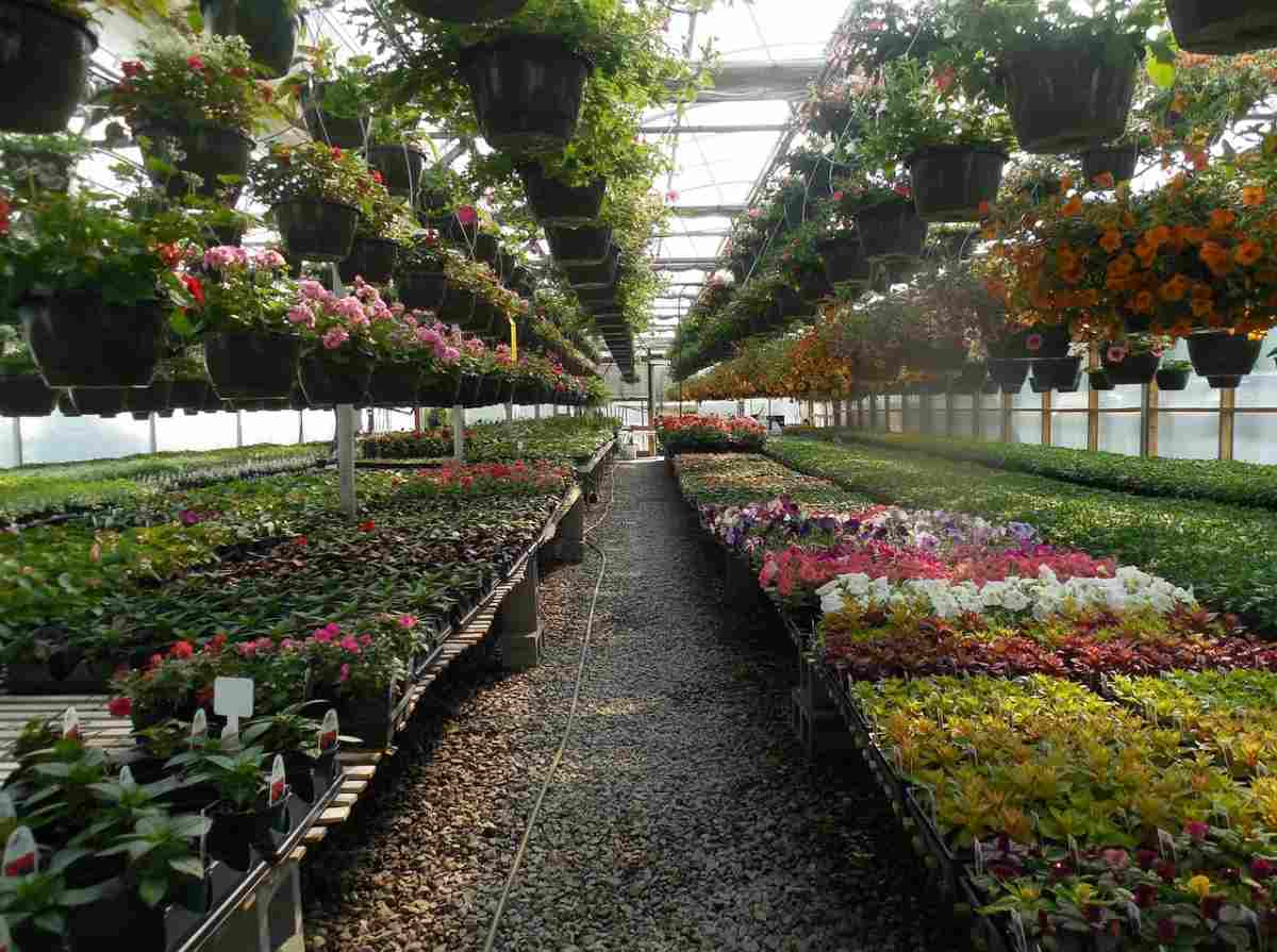 What Are The Best Plants To Grow In A Greenhouse