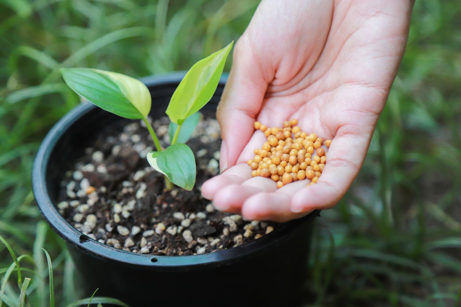 What Are The Types Of Fertilizer