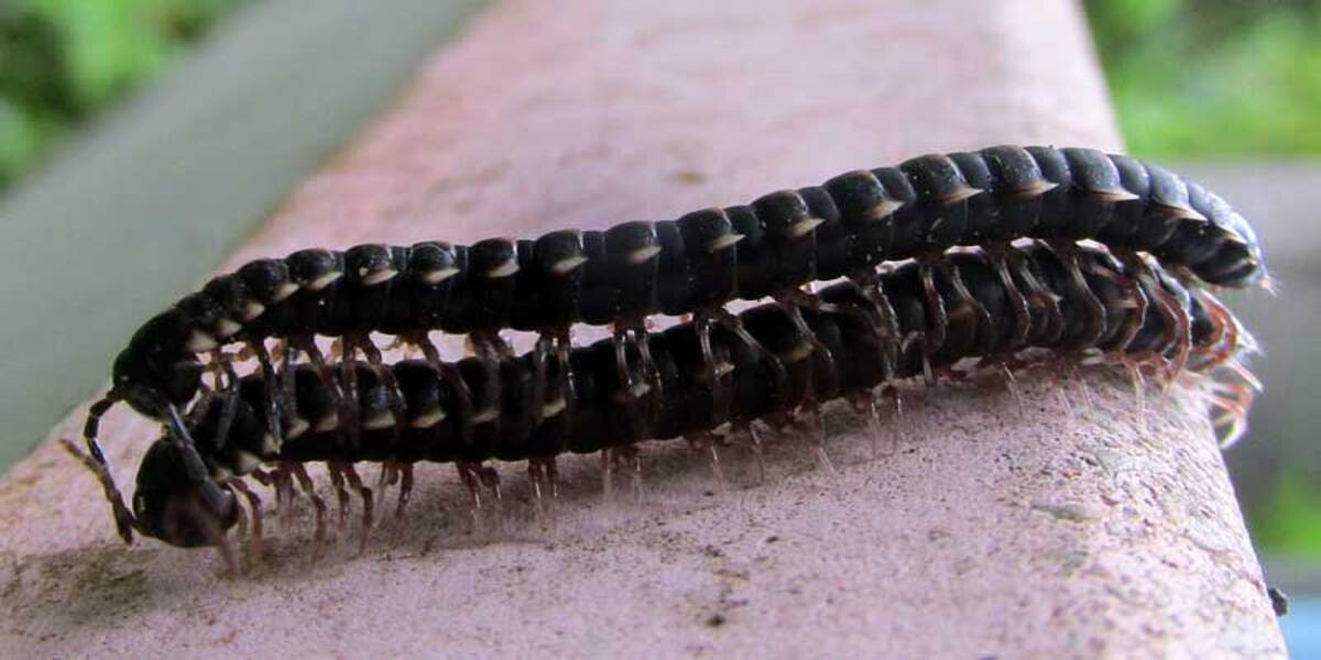 What Do Greenhouse Millipedes Eat