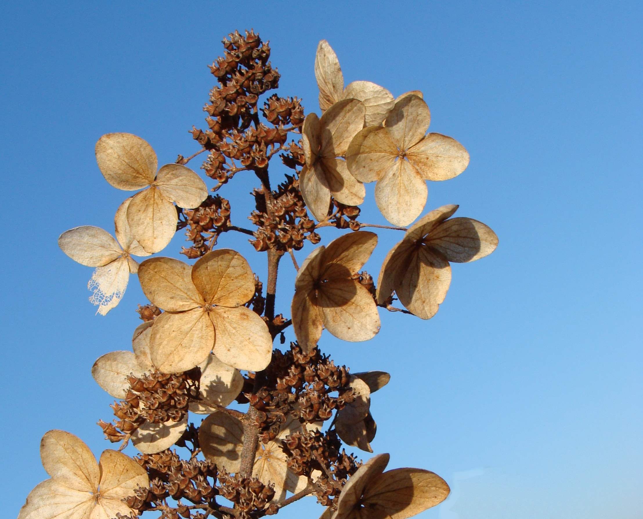 What Do Hydrangea Seeds Look Like