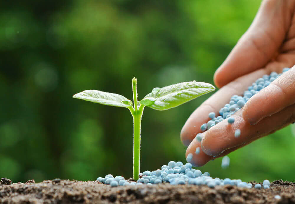 What Does Fertilizer Do For Plants