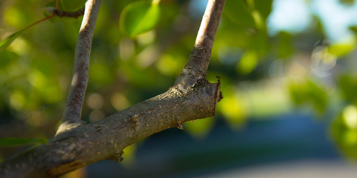What Does Pruning Trees Mean