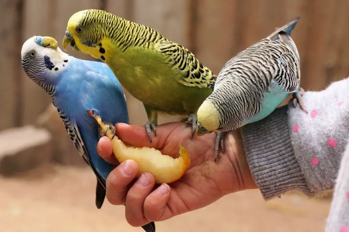 What Fruits And Vegetables Can Parakeets Eat