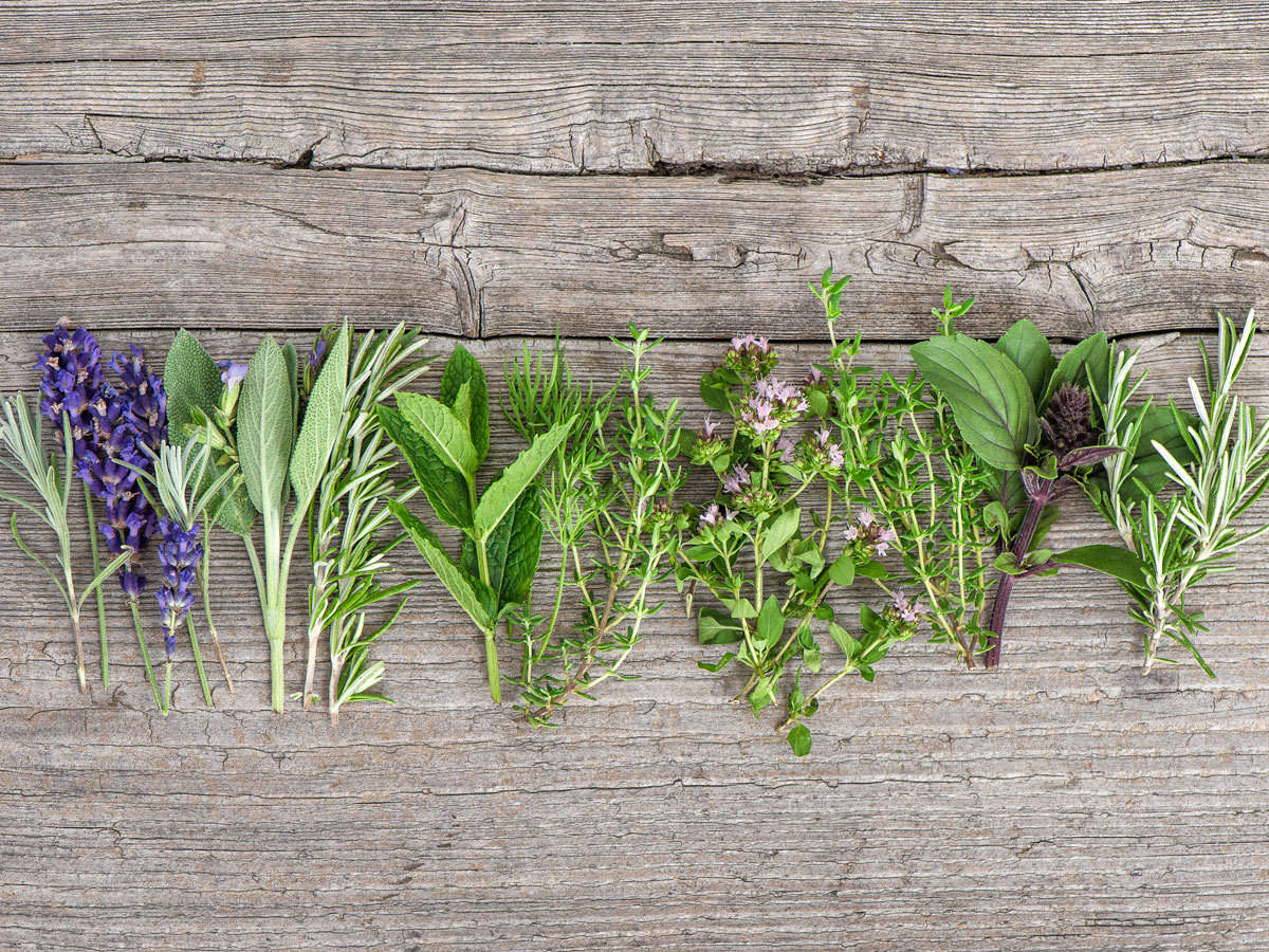 What Herbs Are Good For Kidneys