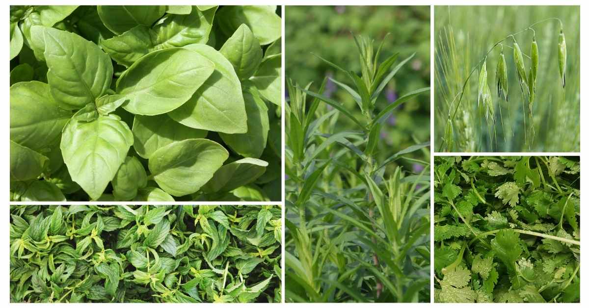 What Herbs Are High In Magnesium