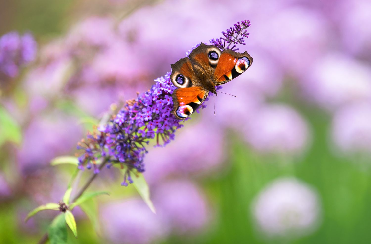 What Herbs Attract Butterflies