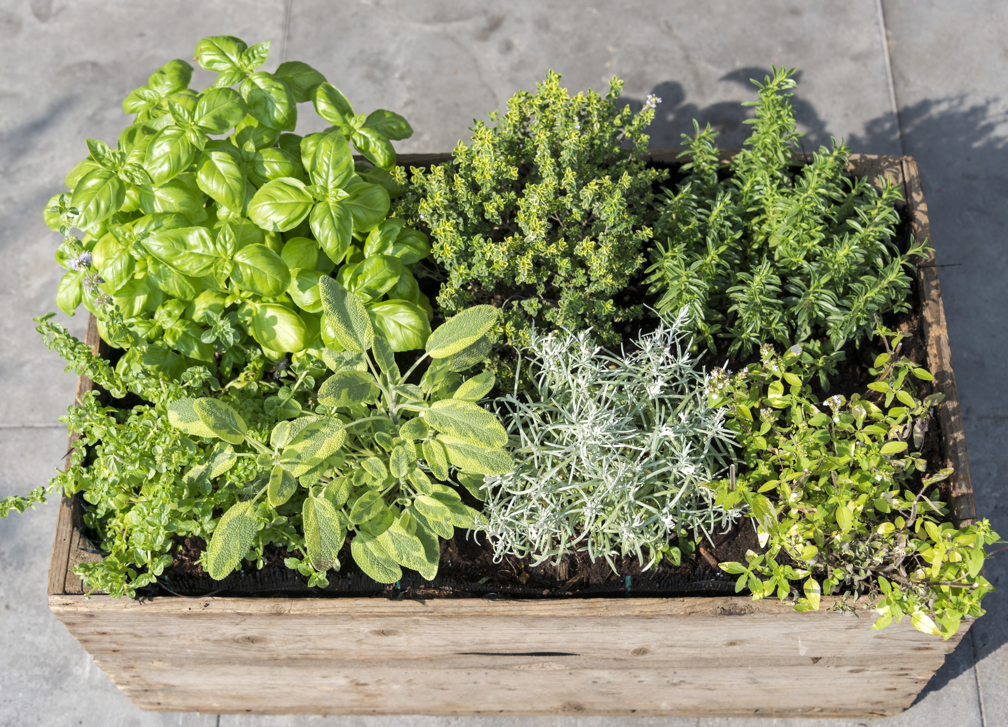 What Herbs Can Be Planted Together In A Container?