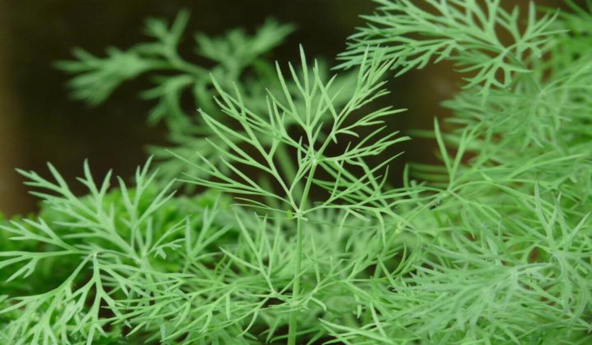 What Herbs Can Be Planted With Dill