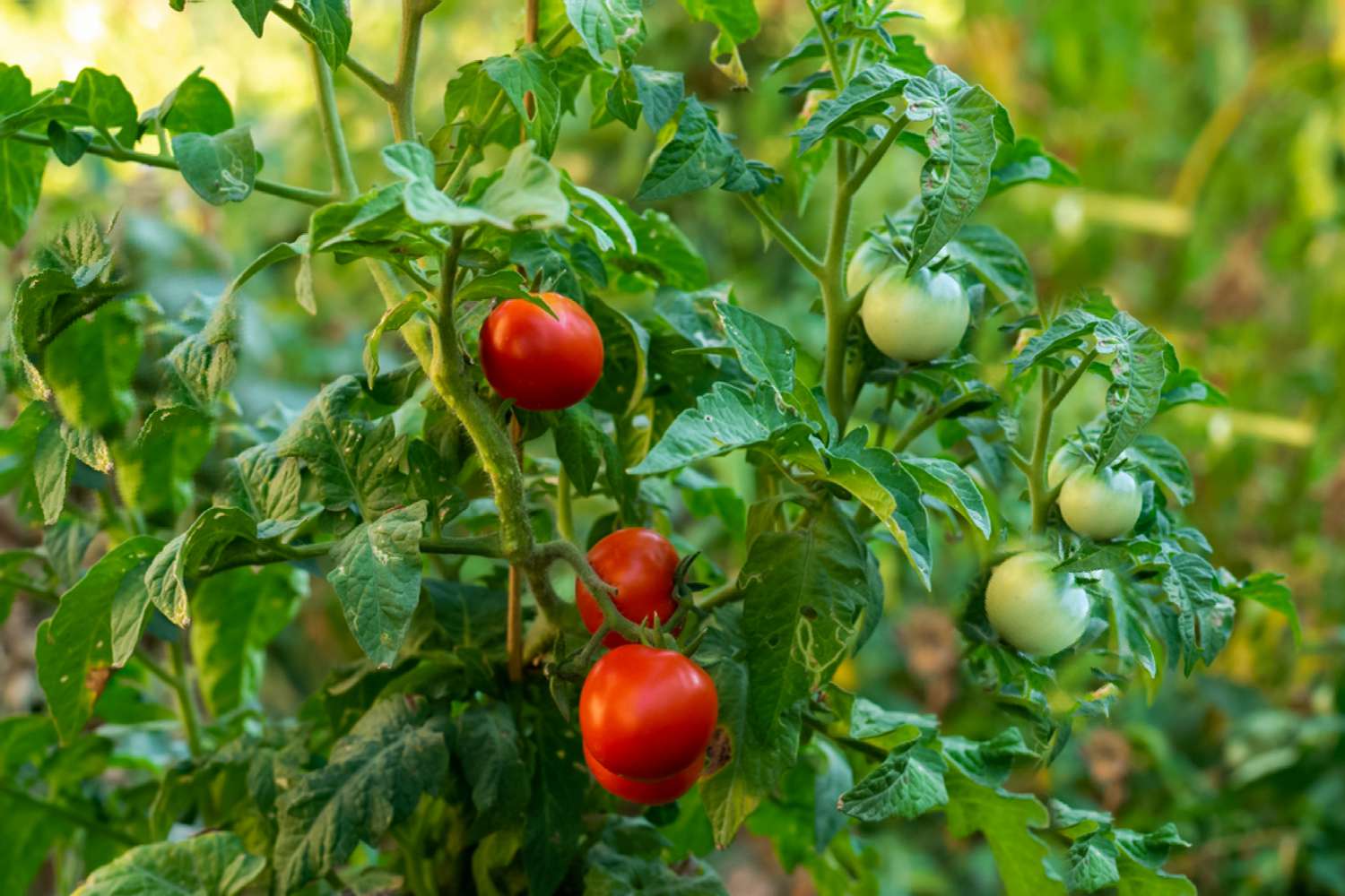 What Herbs Can Be Planted With Tomatoes