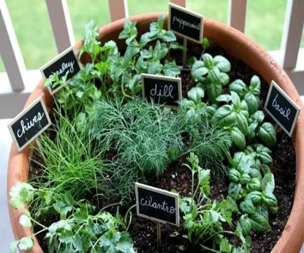 What Herbs Can You Plant With Basil