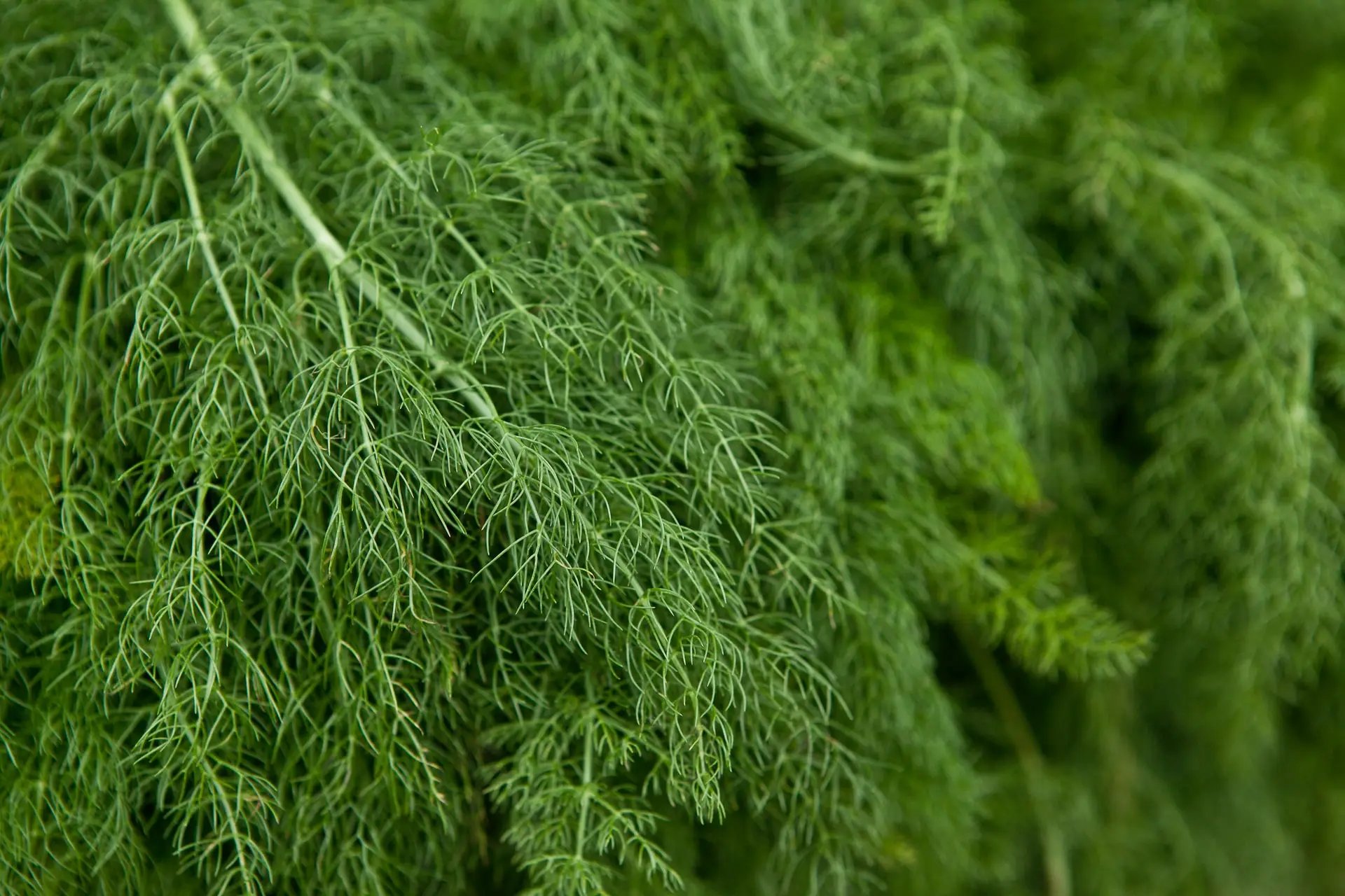 What Herbs Go Well With Dill