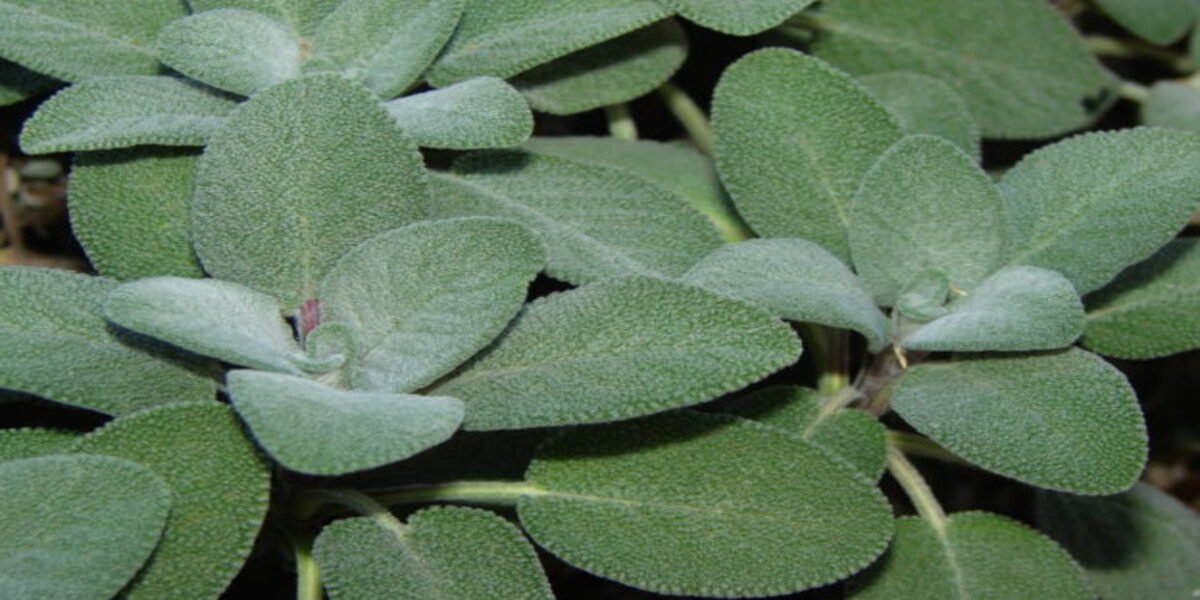 What Herbs Go Well With Sage