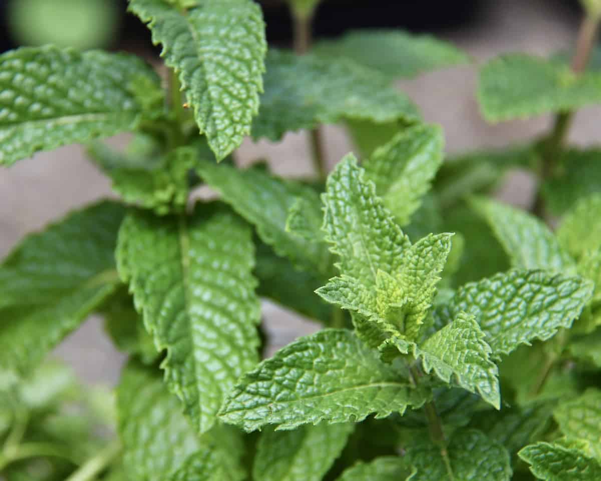 What Herbs Grow Well In Shade