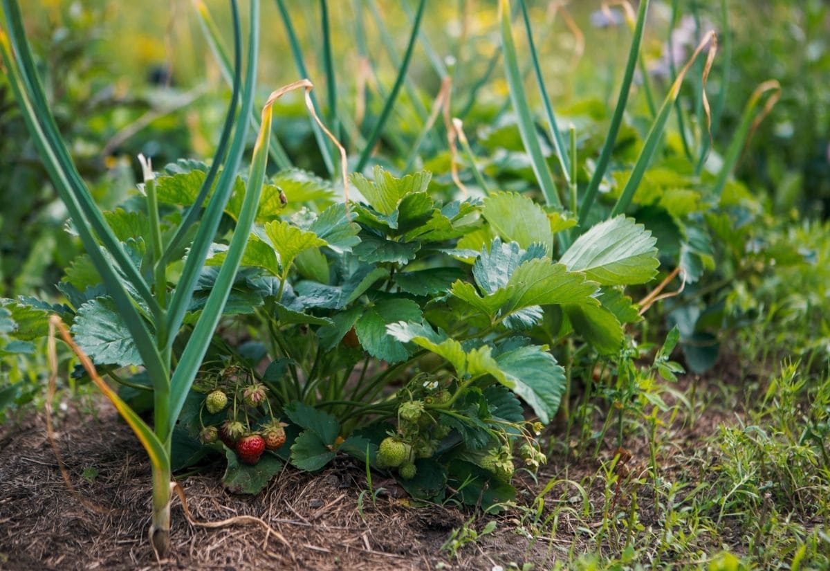 What Herbs Grow Well With Strawberries