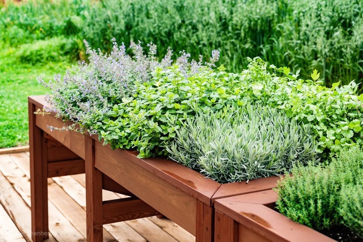 What Herbs Not To Plant Together