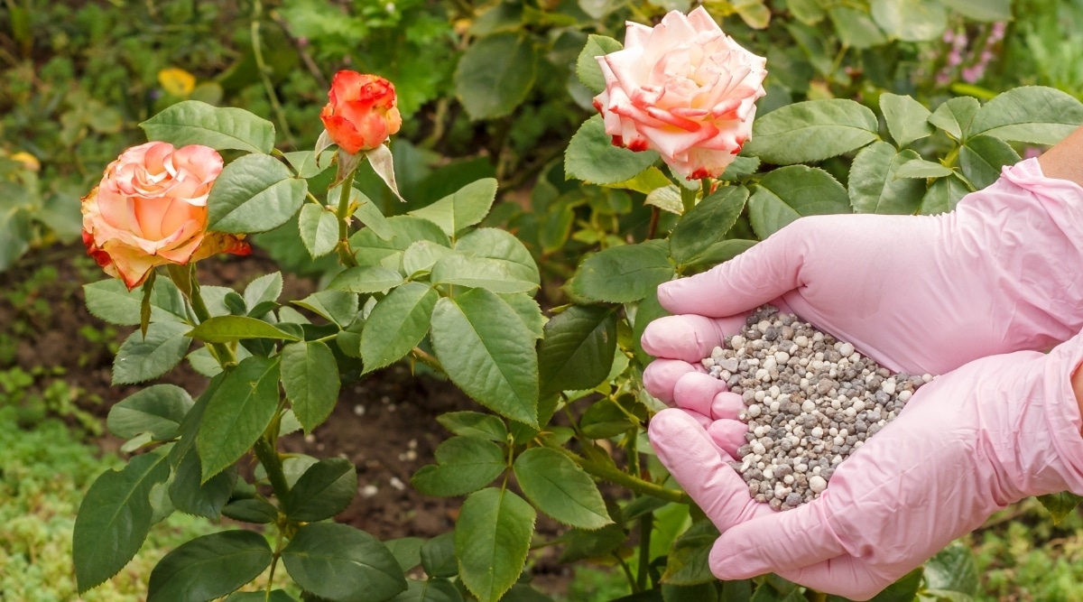 What Is A Good Fertilizer For Roses