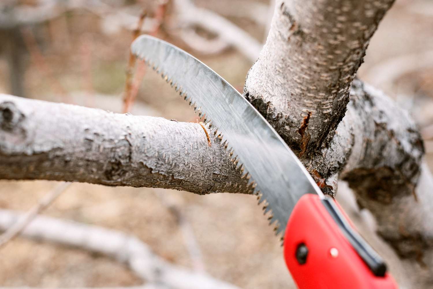 What Is A Pruning Saw Used For