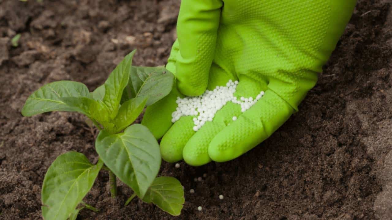 What Is Good Fertilizer For Plants