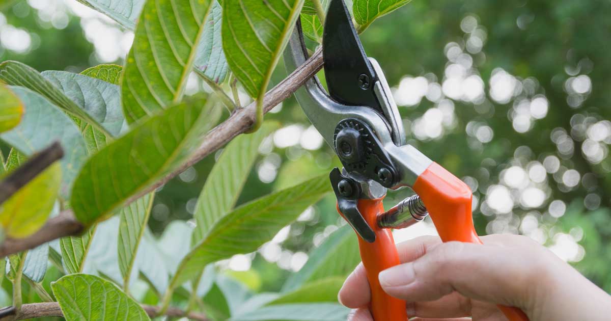 What Is Pruning In Plants