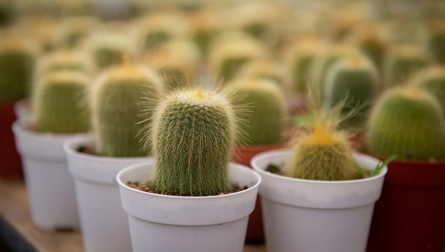 What Is The Best Fertilizer For Cactus And Succulents