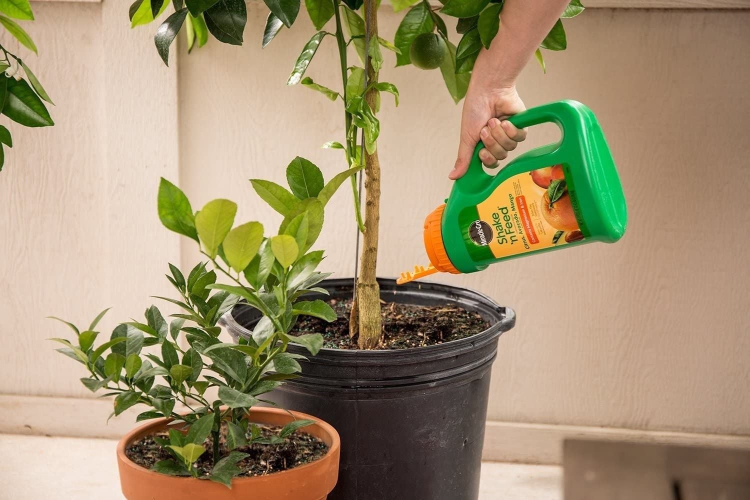 What Is The Best Fertilizer For Citrus Trees