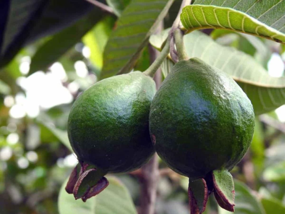 What Is The Best Fertilizer For Guava Tree