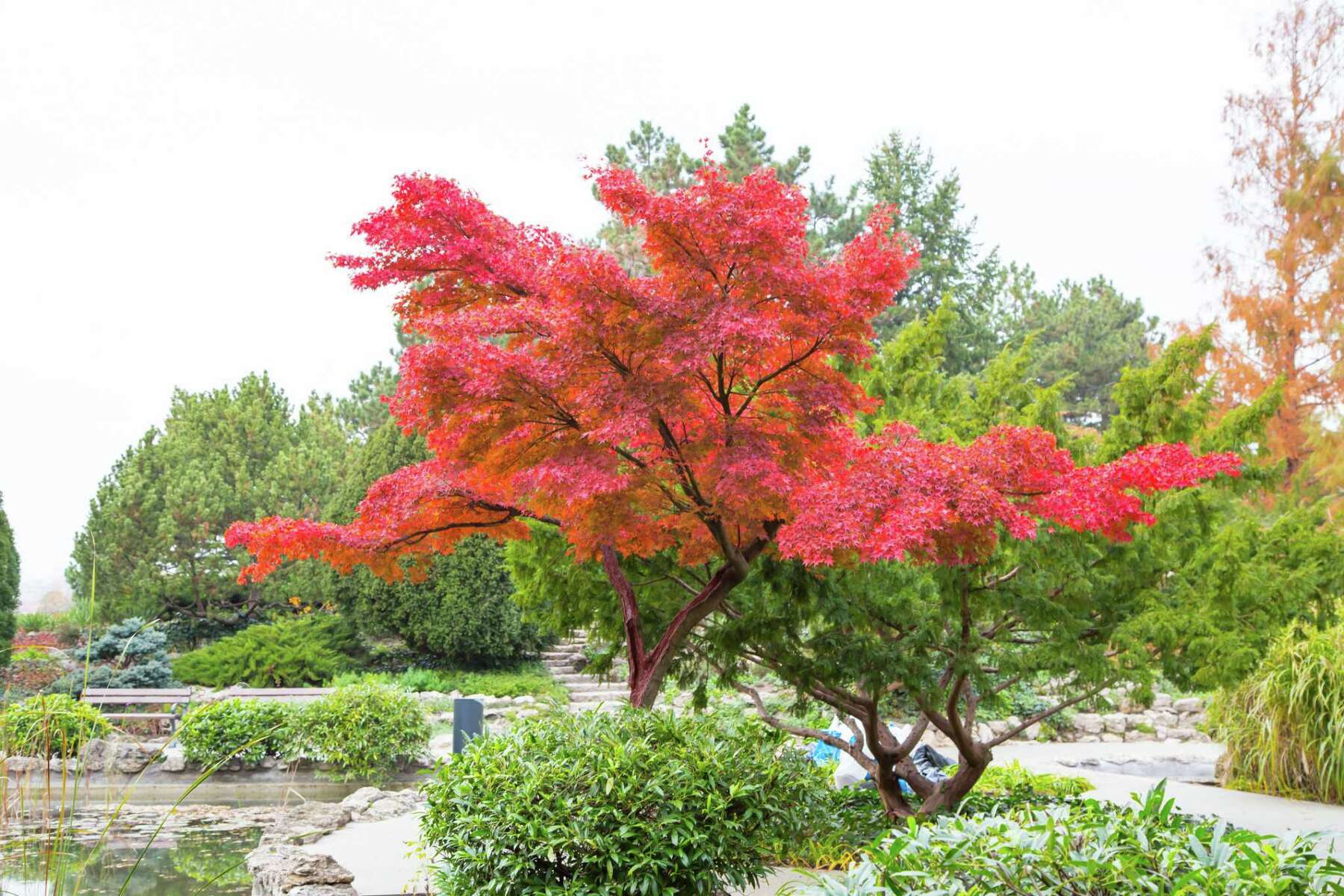 What Is The Best Fertilizer For Japanese Maple